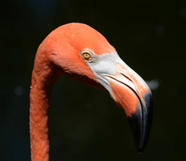 Fenicottero americano — Foto Stock