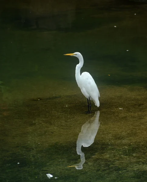 Stor egret - Stock-foto