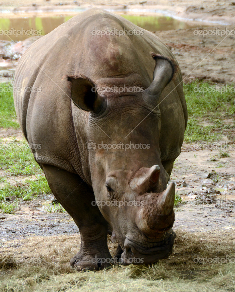 rhino environment files download rhino environment files download