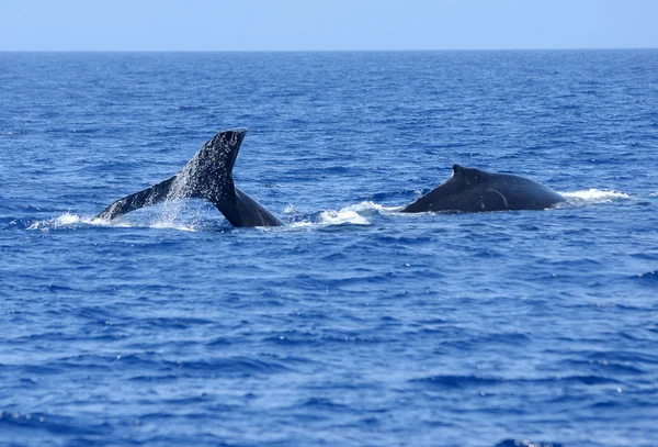 Ballena Esperma en la naturaleza —  Fotos de Stock