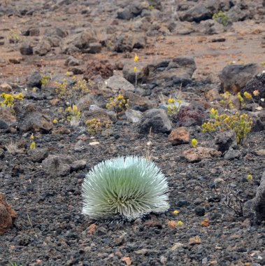 Haleakala Silversword