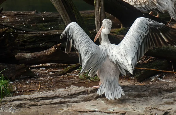 Травмированный пеликан — стоковое фото