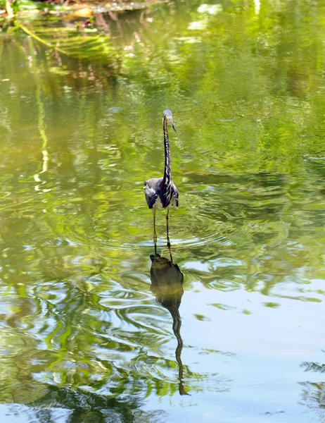 Tri gekleurde heron in het wild — Stockfoto