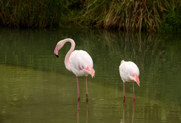 Flamingos in natural environment — Stock Photo, Image