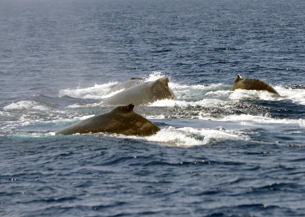 Sperm whales in the Pacific — Stock Photo, Image