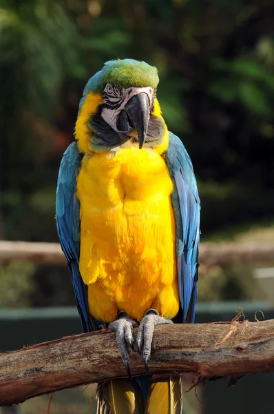 Exotic parrot — Stock Photo, Image