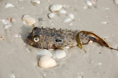 zehirli pufer balık plaj