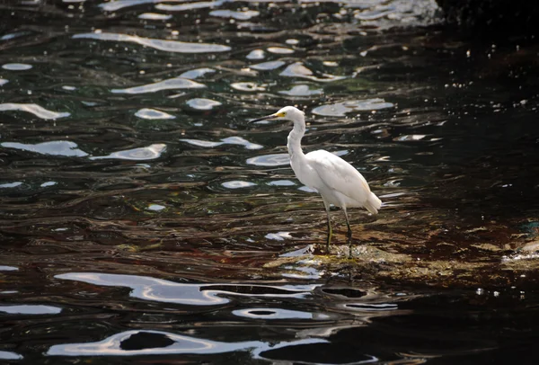 Aigrette neigeuse en Floride — Photo