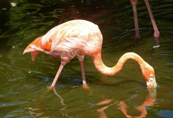 Flamingo na natureza — Fotografia de Stock