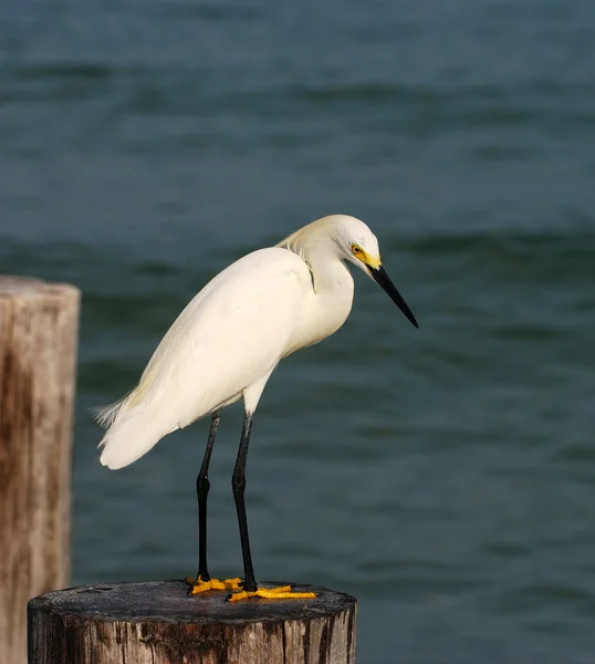 Egret nevoso nel sud della Florida — Foto Stock