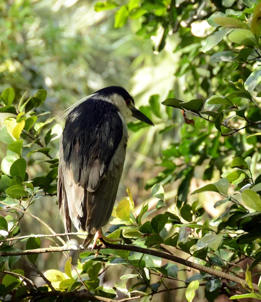 Groene reiger — Stockfoto