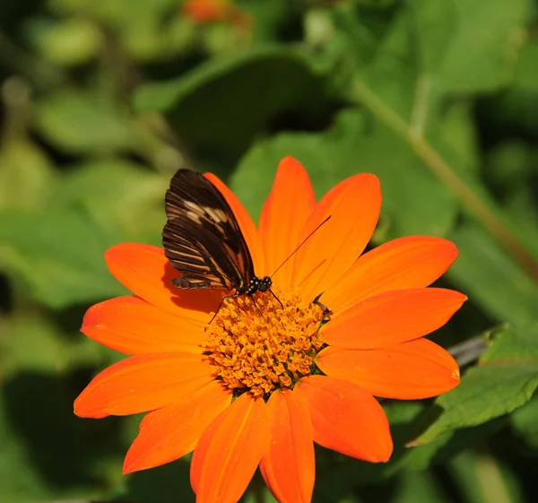 Vlinder aan bloem — Stockfoto