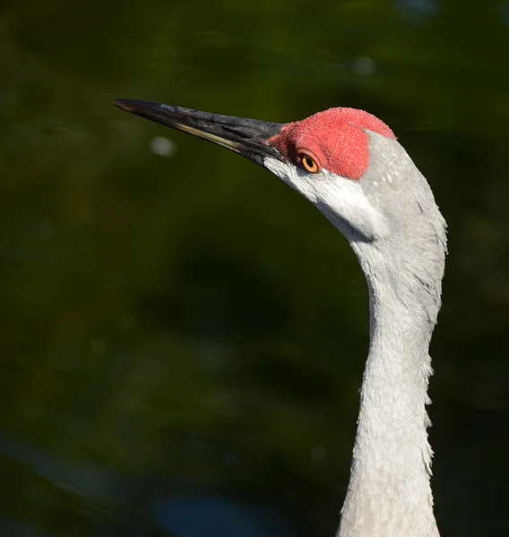 Sandhill crane — Stock Photo, Image