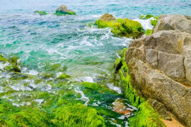 Dalgalar, alçak gelgitle kaplanmış algler ile kaplı sahildeki kayaların üzerinde yuvarlanıyor. Costa Brava, İspanya.