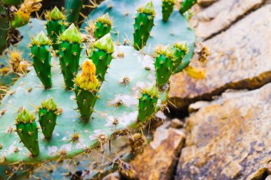 Opuntia kaktüsü. Opuntia kaktüsü çalıları. Çiçekli dikenli armut, İspanya.