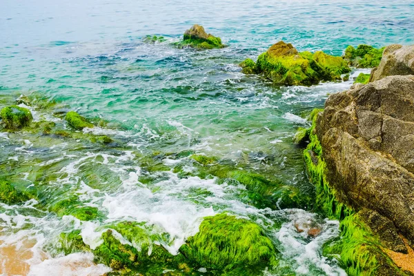 Dalgalar, alçak gelgitle kaplanmış algler ile kaplı sahildeki kayaların üzerinde yuvarlanıyor. Costa Brava, İspanya.