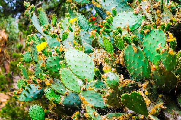 Opuntia Cactus Bilhetes Opuntia Cacti Pêra Espinhosa Com Flores Frutos — Fotografia de Stock