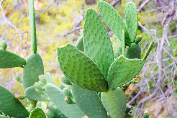 Opuntia Cactus Planta Opuntia Cacti Pera Espinhosa Com Poucos Frutos — Fotografia de Stock