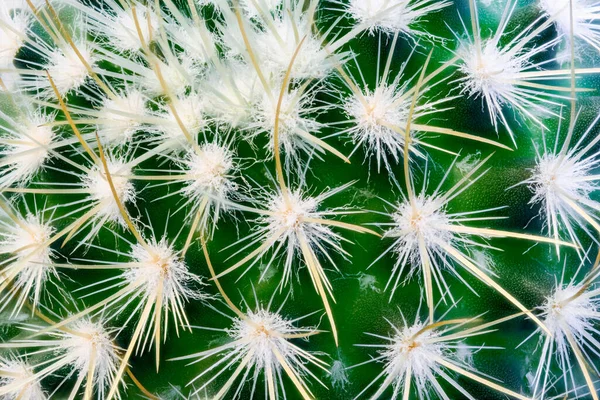 Fundo Textura Uma Superfície Cacto Verde Com Picos Longos Macro — Fotografia de Stock