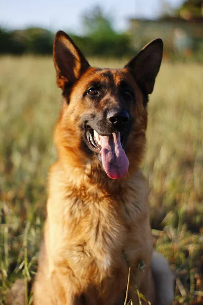 Alman Çoban Köpeği Sahada — Stok fotoğraf