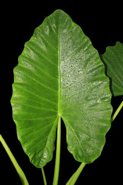 large green leaf clipart