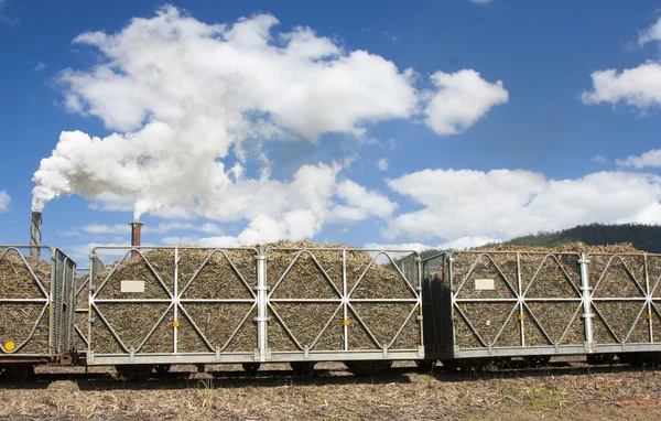 Sockerrör dragande — Stockfoto