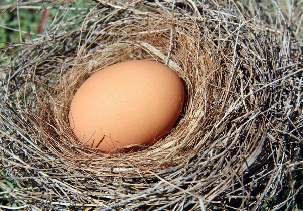 Yuvada yumurta — Stok fotoğraf