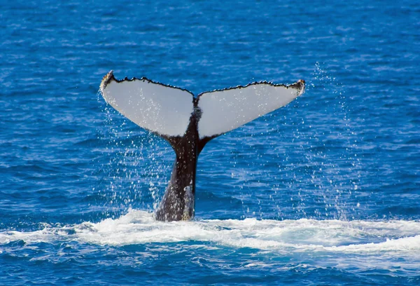 Cola de ballenas — Foto de Stock