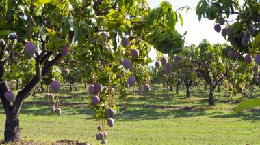 Mango farm