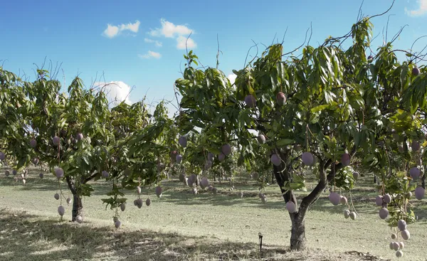 Mango gård — Stockfoto