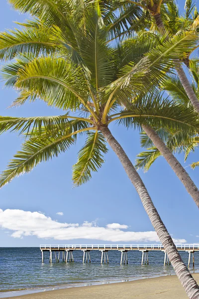 Pomost z drzewa kokosowego — Zdjęcie stockowe