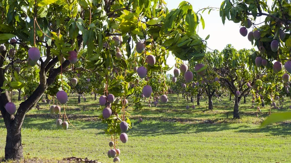 Mangofarm — Stockfoto