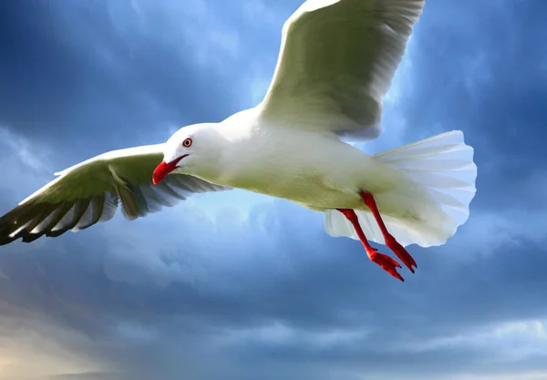 Seagull — Stock Photo, Image