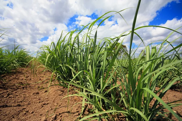 Caña de azúcar — Foto de Stock