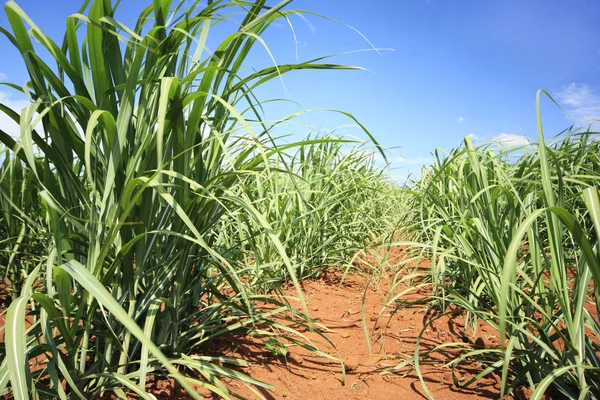 Junger Zuckerrohranbau — Stockfoto