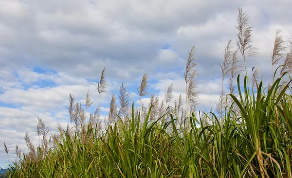 Sugar cane — Stock Photo, Image