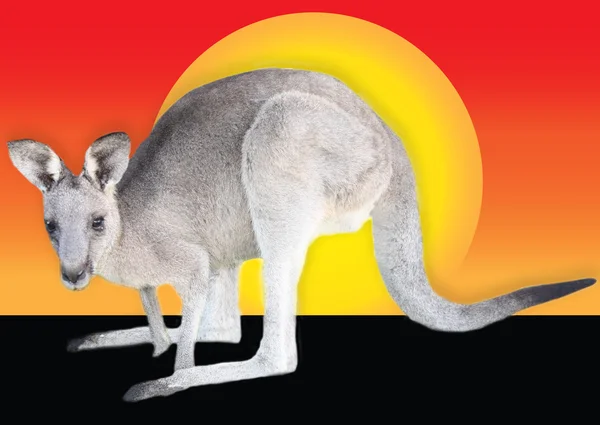 Känguru i solnedgången — Stockfoto