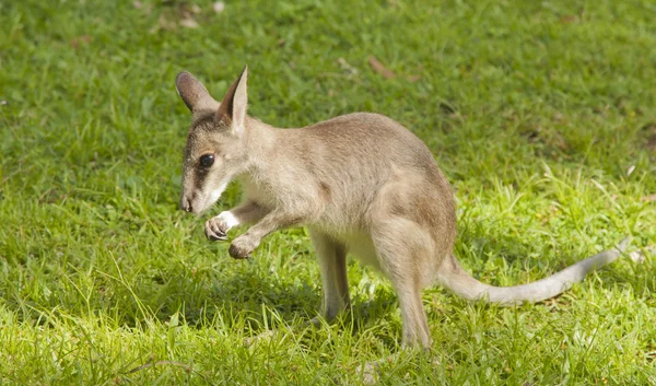 A young joey kangaroo eating fresh grass — Stock Photo, Image