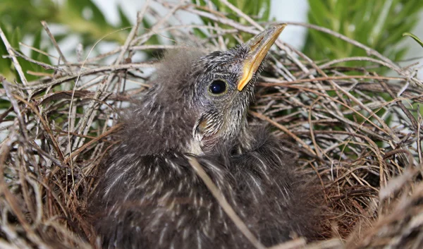 Baby bird — Stock Photo, Image