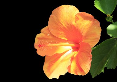 Hibiscus siyah turuncu