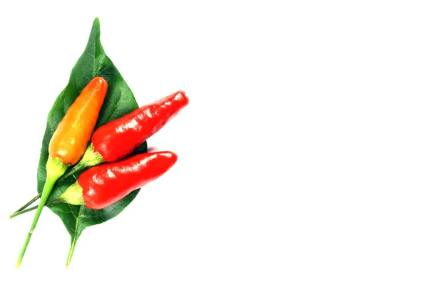 Chili auf einem Blatt — Stockfoto