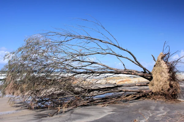 Tree on beach — Stock Photo, Image