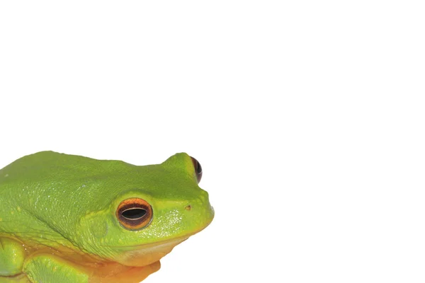 Schöner grüner Laubfrosch — Stockfoto