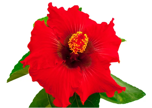 Spanish lady hibiscus — Stock Photo, Image