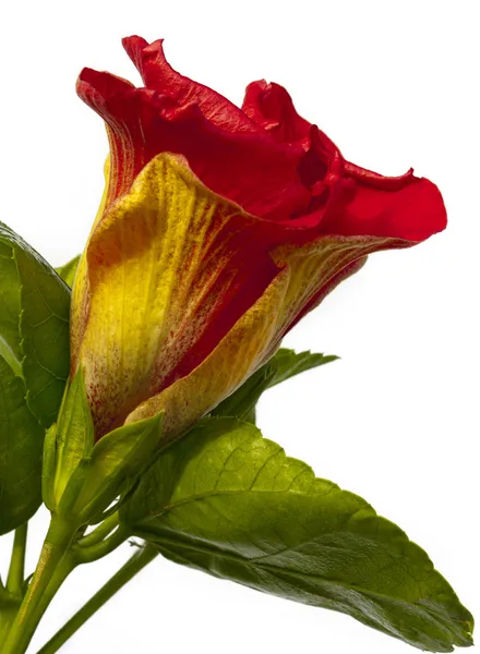 Hibicus kwiat Hiszpanką — Zdjęcie stockowe