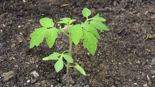 Planta de tomate joven — Foto de Stock