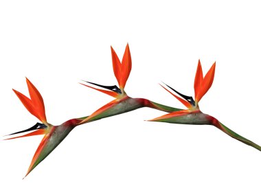 bird of paradise flowers arching clipart