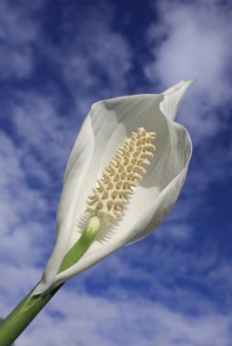 Barış lilly