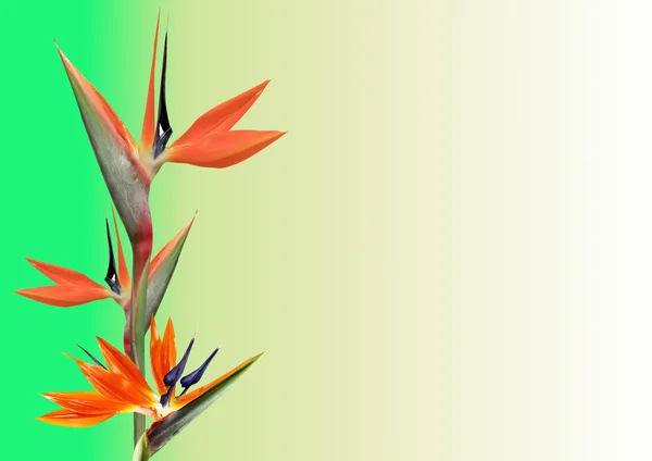 Paradisfågeln enda blomma — Stockfoto