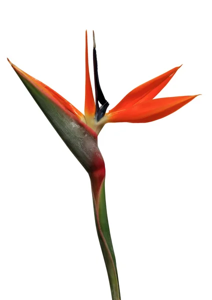 Uccello del paradiso fiore — Foto Stock